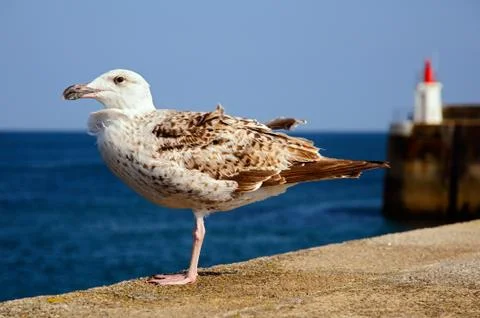 Heering gull perched on wall Stock Photos