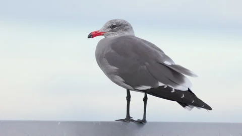Heermann's gull resting on a breakwater Stock Footage 288997366