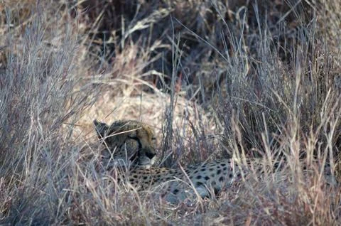?heetah in conservation area in Namibia Stock Photos