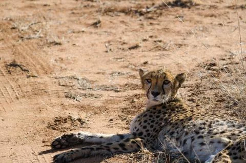 ?heetah in conservation area in Namibia Stock Photos