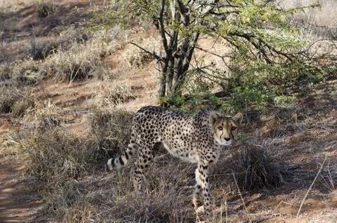 ?heetah in conservation area in Namibia Stock Photos