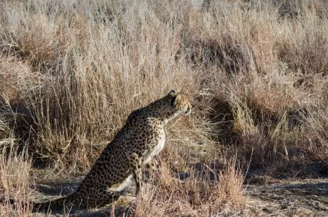 ?heetah in conservation area in Namibia Stock Photos
