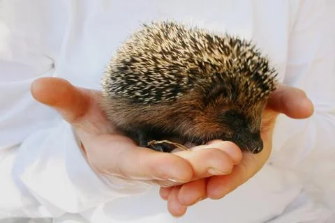 Hegdehogs Stock Photos
