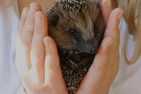 Hegdehogs Stock Photos