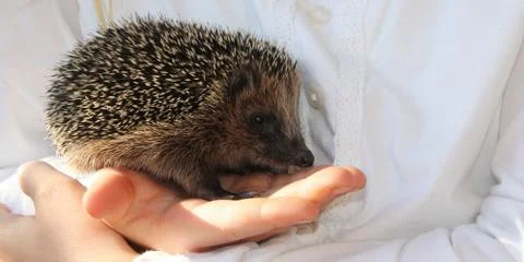 Hegdehogs Stock Photos