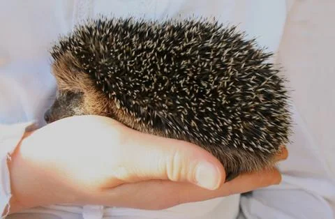 Hegdehogs Stock Photos