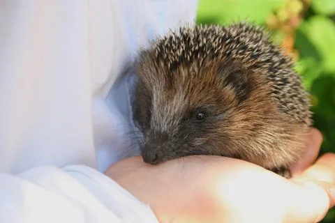 Hegdehogs Stock Photos