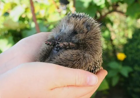 Hegdehogs Stock Photos