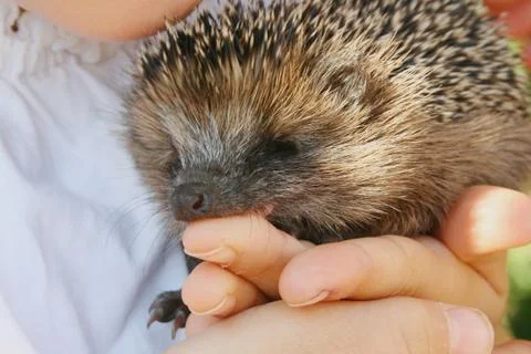 Hegdehogs Stock Photos