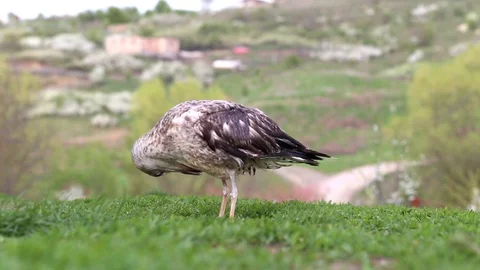 Heguin Seagull in the grass Stock Footage 88703194