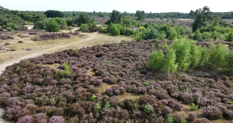 Heide or hei also heath vegetation consists of dwarf shrubs from the heather Stock Footage 212429890