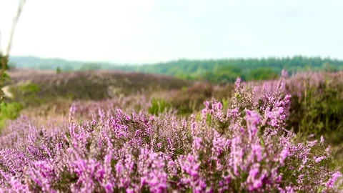 Heide/Heath Stock Footage 280986289