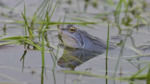 Heidekikker Stock Footage 140267020