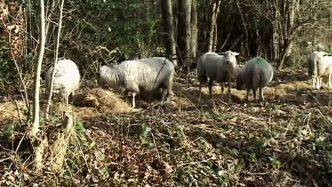 Heidschnucke Sheep eating in the forest Stock Footage 82902339