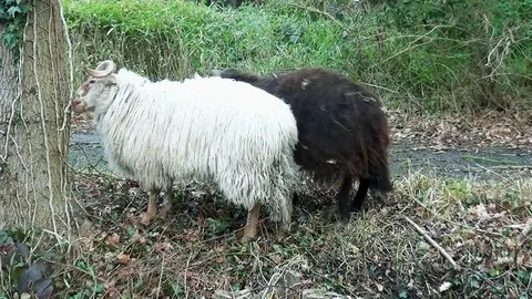 Heidschnucke Sheep eats from tree Video stock 82902399