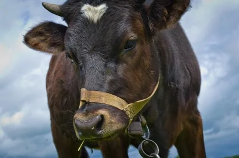 Heifer On A Leash Stock Photos