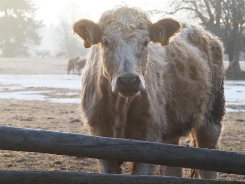 Heifer in winter Stock Photos