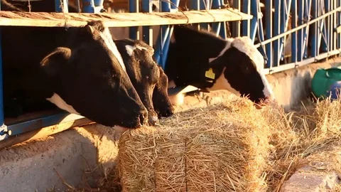 Heifers eat hay bale Stock Footage