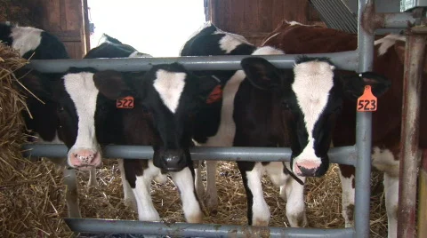 Heifers Stock Footage 98208