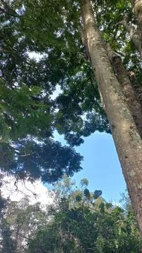 Height and Serenity of Trees Stock Photos