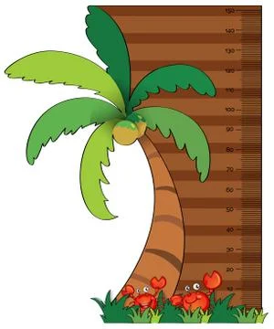 Height measurement chart with coconut tree Stock Illustration