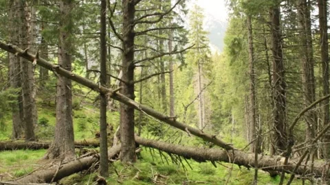 The height of the pine forest Stock Footage 141105864