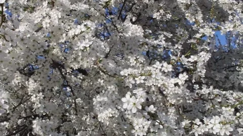 At the height of spring, cherry trees burst into bloom, showcasing countless Stock Footage 292753615