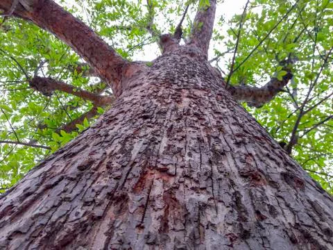 Height to Width Aspect Tree Foto stock