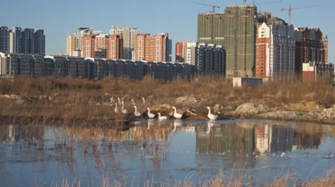 Heihe gooses 01 Stock Footage 32008093