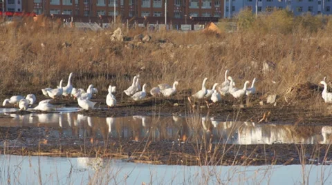 Heihe gooses 02 Stock Footage 32009465