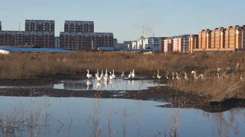 Heihe gooses 03 Stock Footage 32008094