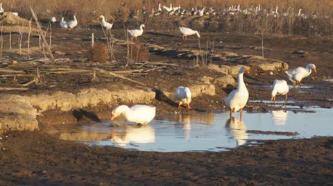 Heihe gooses 04 Stock Footage 32011705