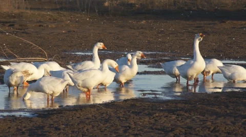 Heihe gooses 05 Stock Footage 32011636