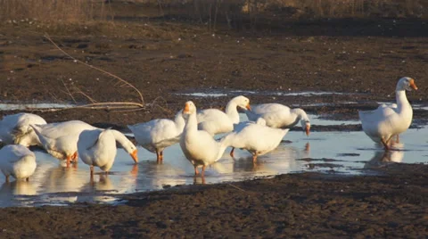 Heihe gooses 06 Stock Footage 32011204