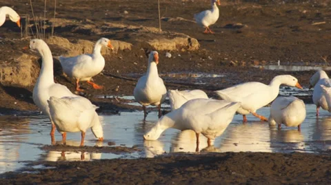 Heihe gooses 07 Stock Footage 32012078