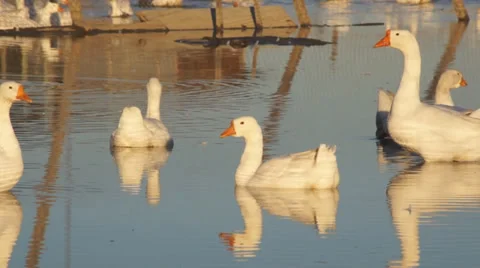 Heihe gooses 08 Stock Footage 32011213
