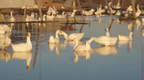 Heihe gooses 09 Stock Footage 32011643