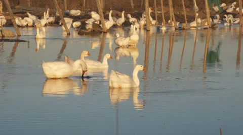 Heihe gooses 10 Stock Footage 32012123
