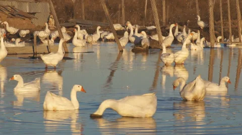 Heihe gooses 11 動画素材 32026175