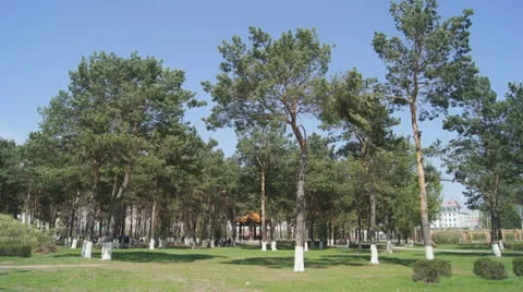 Heihe Park Longbin Pines (01) Video stock 23866574