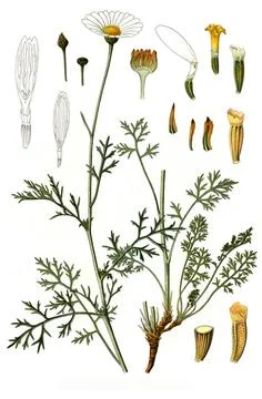 Heilpflanze, dalmatinischen Insektenblume (Chrysanthemum cinerariaefolium)... Stock Photos