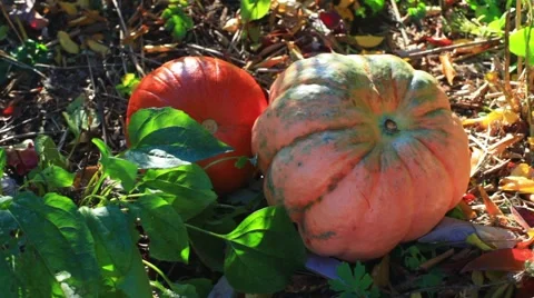Heirloom hierloom pumpkins pumpkin patch garden Stock Footage 56917614