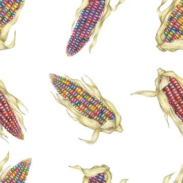 Heirloom Indian corn seamless pattern, rainbow cobs textile, multicolored maize Stock Illustration