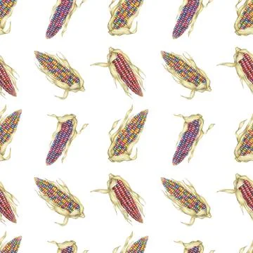 Heirloom Indian corn seamless pattern, rainbow cobs textile, multicolored maize Illustrazione stock
