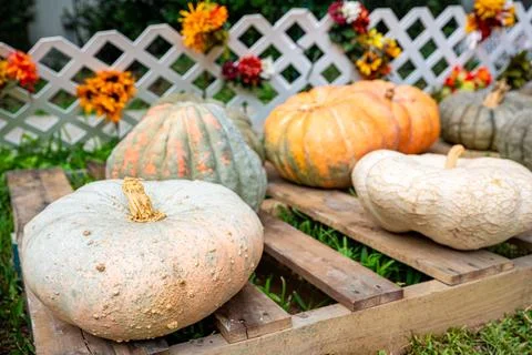Heirloom Pumpkins on Rustic Pallets with Autumn Flowers and Fence Stock Photos