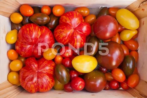 Heirloom tomato cultivars Stock Photos