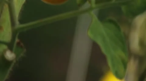 Heirloom tomato tilt Stock Footage 12130262