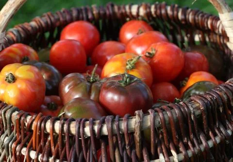Heirloom variety tomatoes in baskets on rustic table. Colorful tomato - red,y Stock Photos