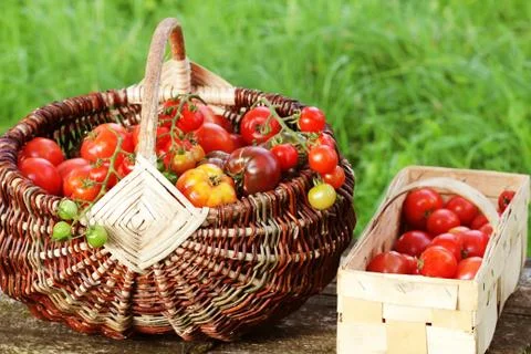 Heirloom variety tomatoes in baskets on rustic table. Colorful tomato - red,y Foto stock