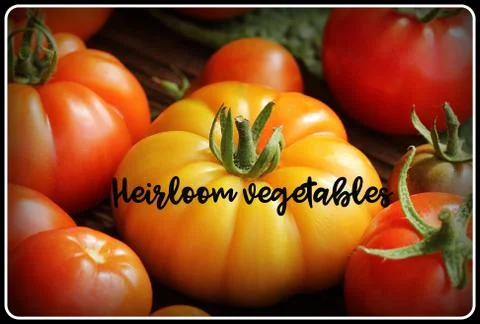 Heirloom variety tomatoes on rustic table. Colorful tomato - red,yellow , ora Stock Photos